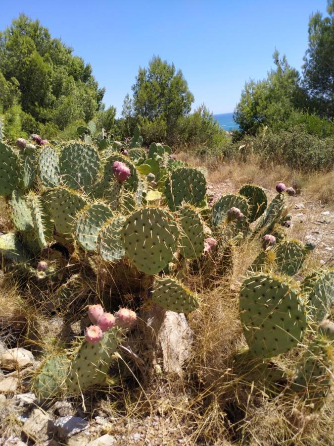 Les Salins A Sete Proche Plages Dış mekan fotoğraf